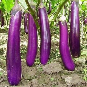 Fresh Eggplant