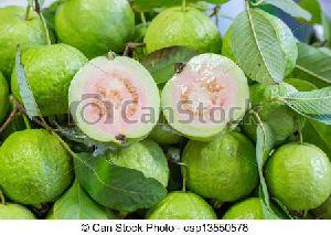 Fresh Guava