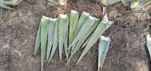 Fresh Aloe Vera Leaves