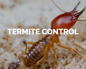 termite control service