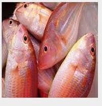 Thread fin bream fish