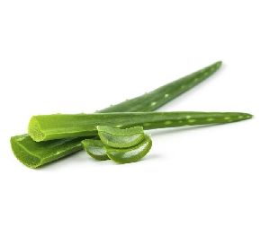 Green Aloe Vera Leaves