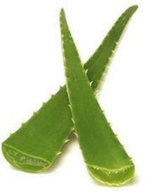 Herbal Aloe Vera Leaves