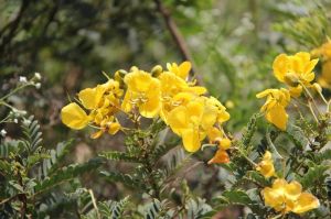 Cassia Auriculata