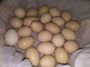 Kadaknath Eggs