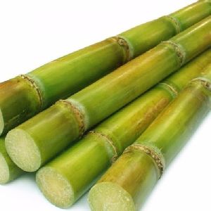 fresh sugarcane