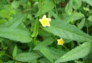 Arivalmanai Poondu Leaves