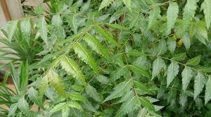 Neem Leaves