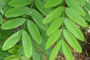 Senna Siamea Leaves