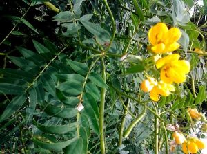 Sophera Senna Leaves