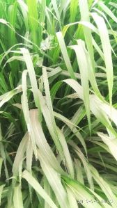 sudaan sweet grass