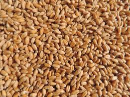 natural wheat seeds