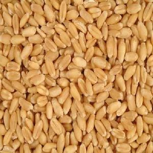 Premium Wheat Seeds