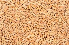 Raw Wheat Seeds