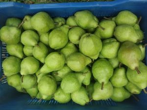 Fresh Pears