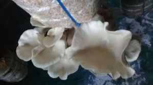 Oyster Mushroom