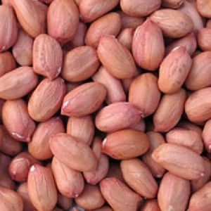 Groundnut Seeds