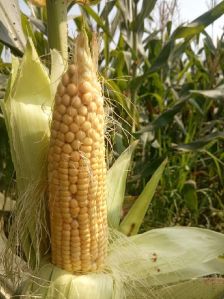 Corn Seeds