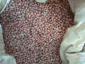 Groundnut Seed