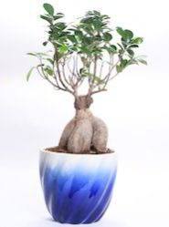 Bonsai Plant