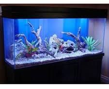 Fish Aquarium