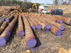 hickory wood logs