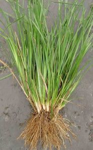 Vetiver Seeds