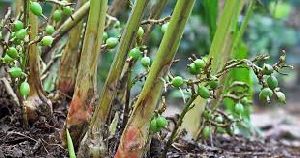 Small Cardamom