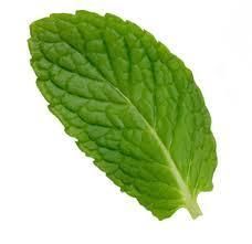 mint leaf