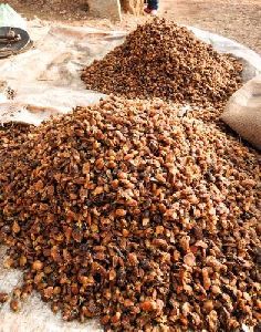 Dried Mahua Flower