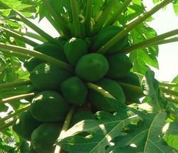 papaya leaf extract