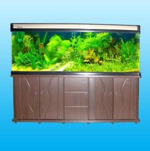 Fish Aquarium