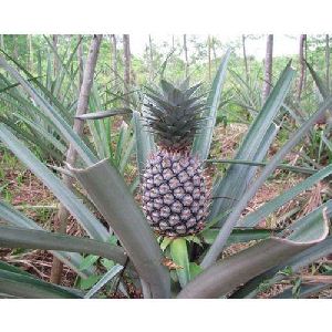 Pineapple Tissue Culture Plants