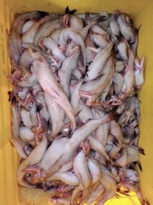 bombay duck