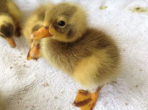 Indian Runner Duck Chicks