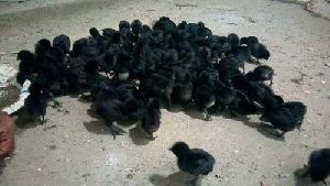 Kadaknath Chicks