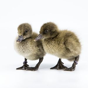 Khaki Campbell Duck Chicks