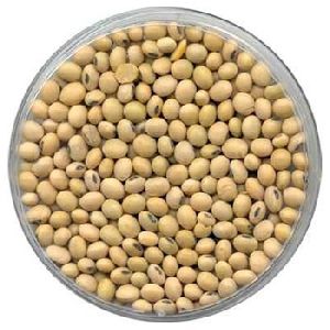 Indian SOYBEAN SEEDS