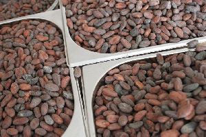 Raw Cocoa Beans