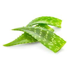 Aloe Vera Leaves