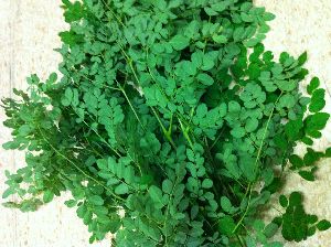 Moringa Plant