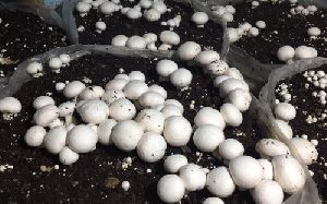 Button Mushroom Compost Bag with Spawn
