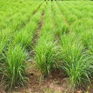 Lemongrass Contract Farming Services