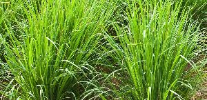 Vetiver Grass Contract Farming Services