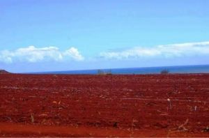 Garden Red Soil