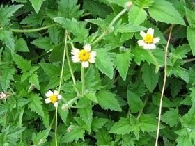 Pardeshi Langali Tridax Procumbens