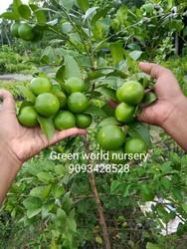 Thai Pati Lemon Plant