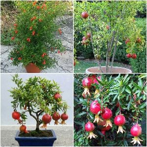 Hybrid Pomegranate Plant