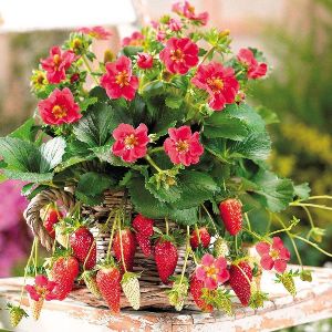 Hybrid Strawberry Plant