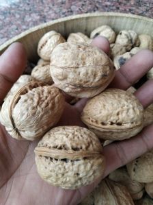 Shelled Walnuts